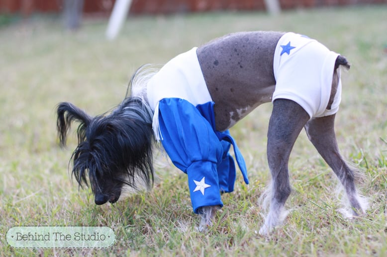 Meet Cookie the Chinese Crested Dog dressed up in her Dallas Cowboy Cheerleader costume Behind The Studio